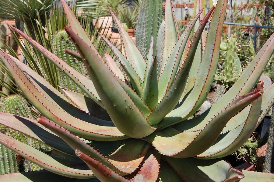 types of aloe plants