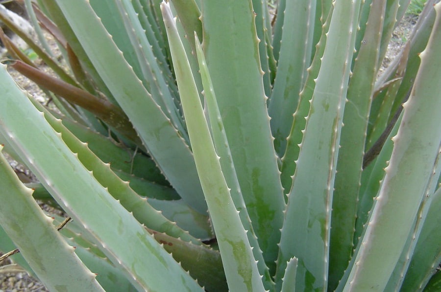 types of aloe plants
