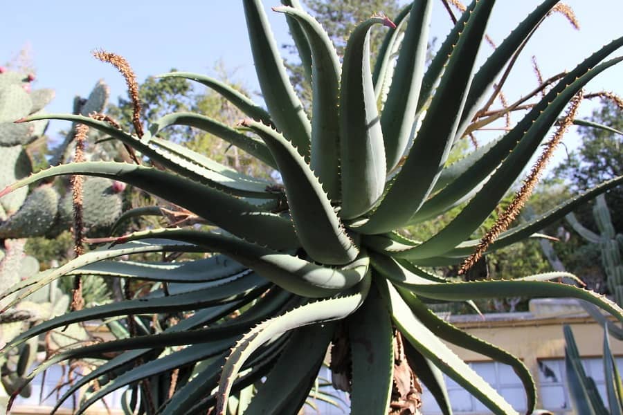 types of aloe plants