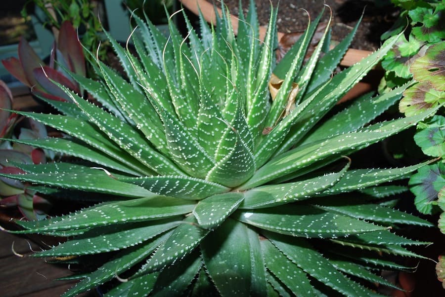 types of aloe plants