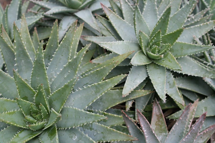 types of aloe plants