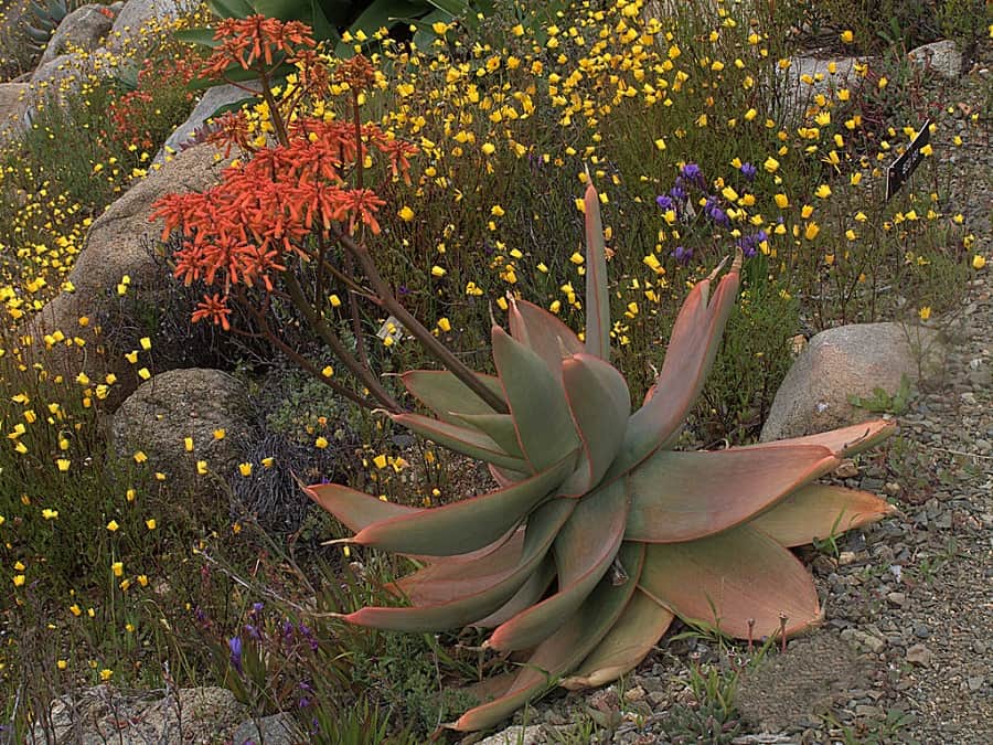 types of aloe plants