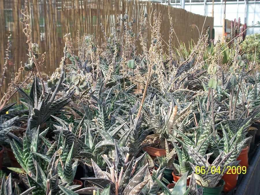 types of aloe plants