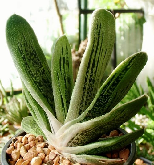 Gasteria Little Warty