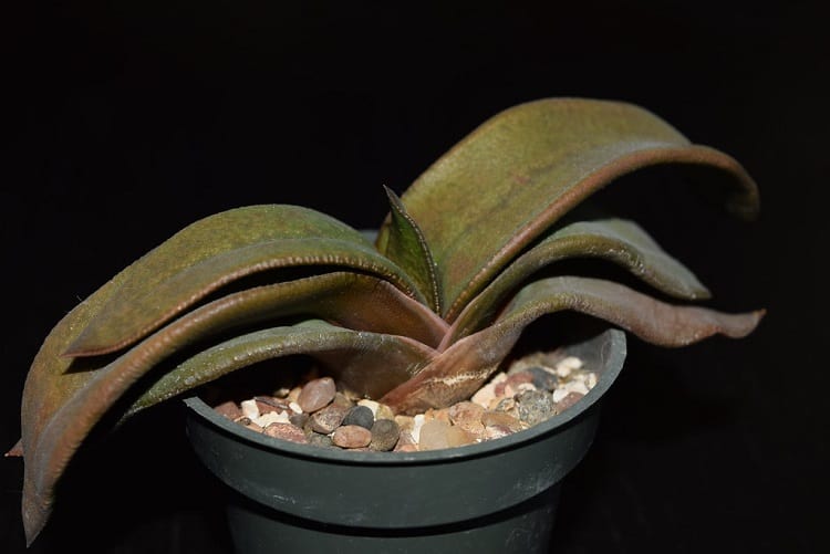 Gasteria armstrongii