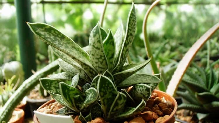 Gasteria liliputana