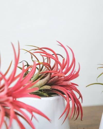 air plants