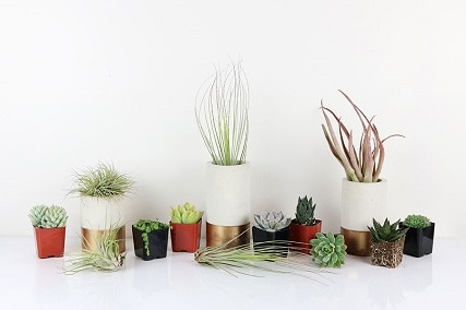 air plants and succulents
