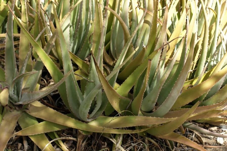 why is my aloe plant turning brown