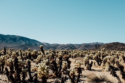 cactus adaptations in the desert