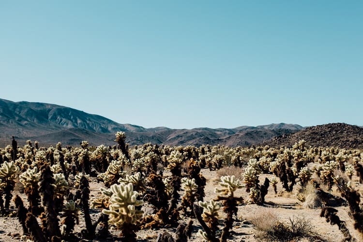 cactus adaptations in the desert
