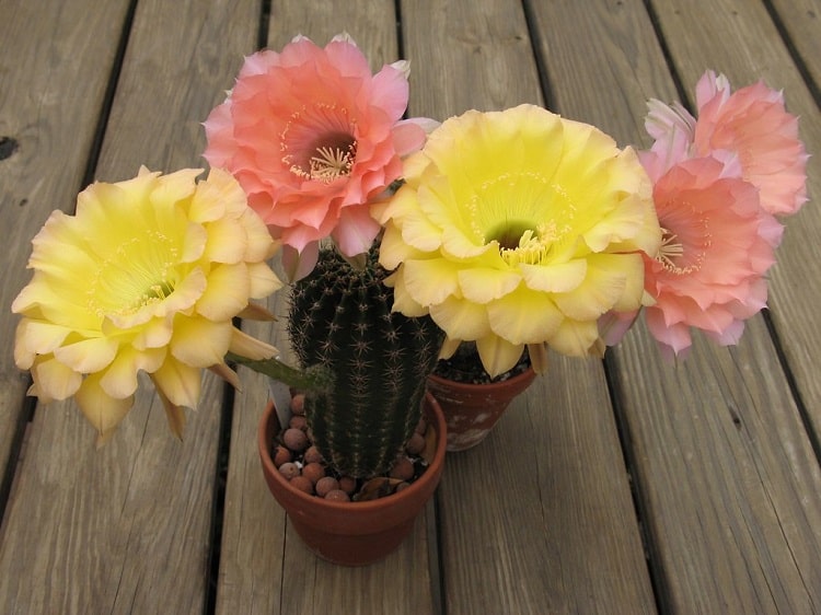 can a cactus survive in cold weather