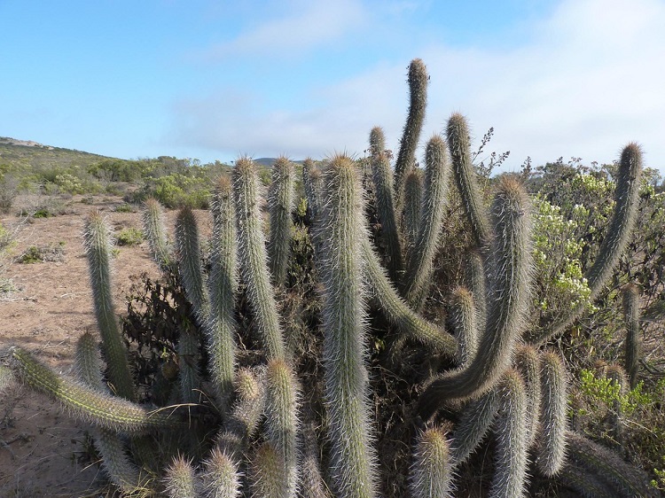 can a cactus survive winter