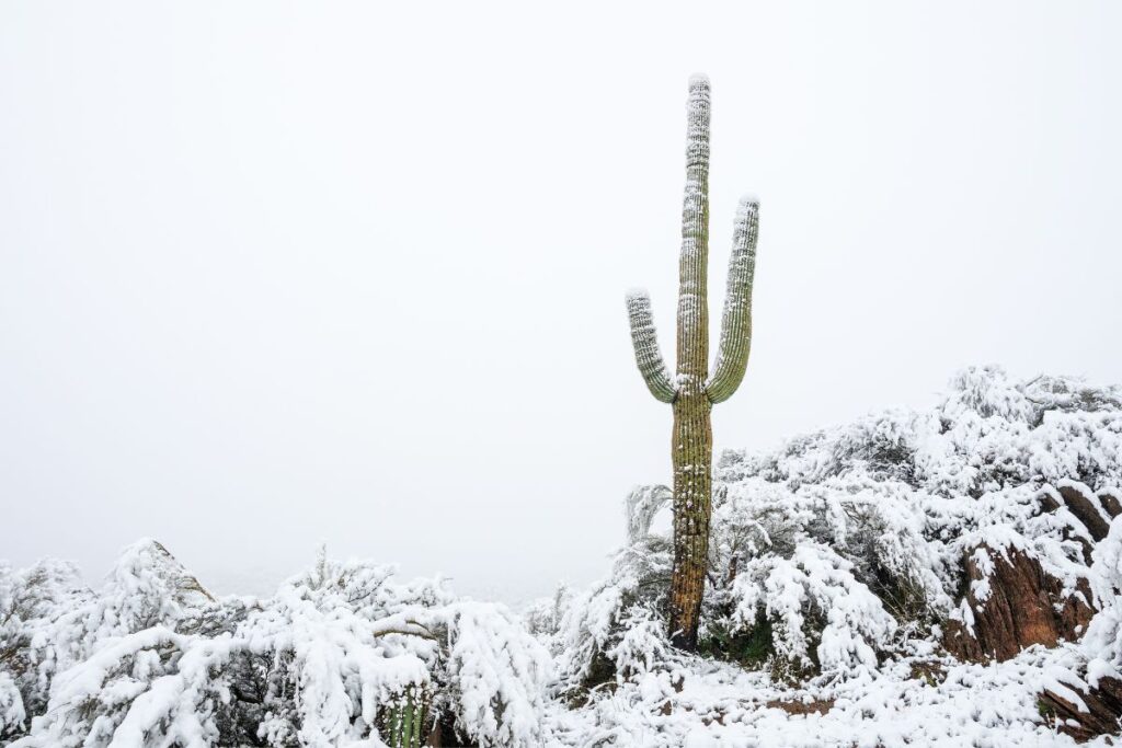 can cacti survive winter