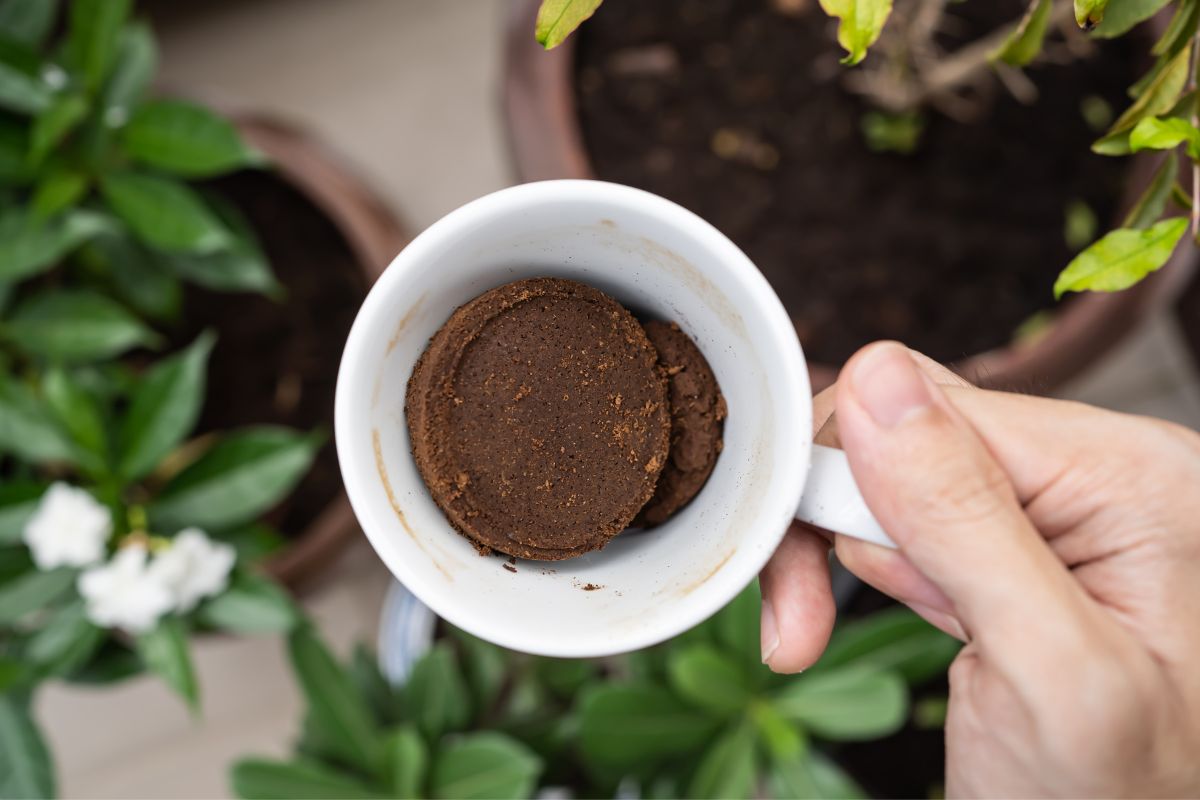 coffee grounds on Christmas cactus