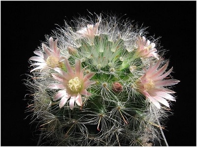 do all cacti flower