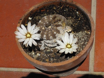 do cactus grow flowers