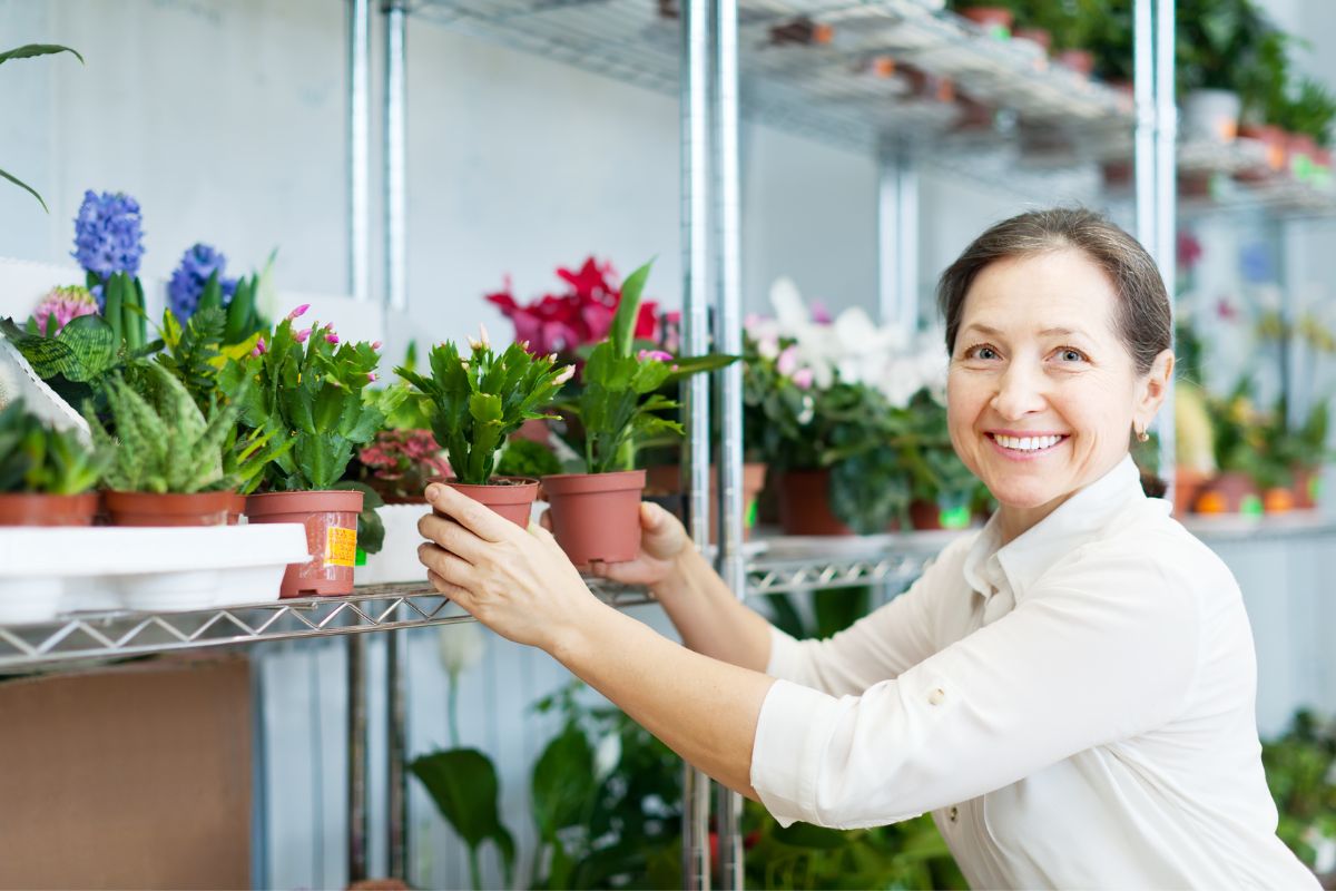 fertilize Christmas cactus