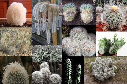hairy cactus types