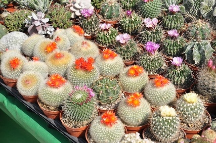 how do cacti reproduce