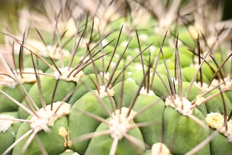 how do cactus adapt to the desert