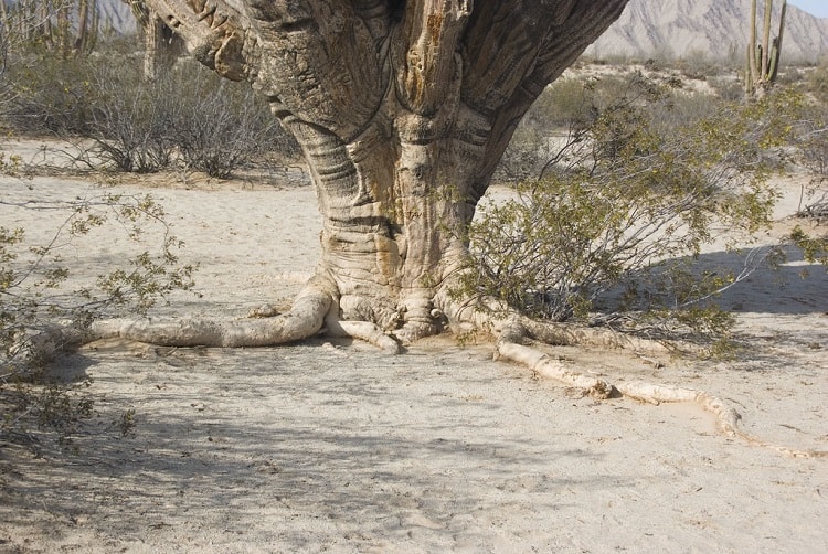 how does the saguaro cactus adapt to the desert