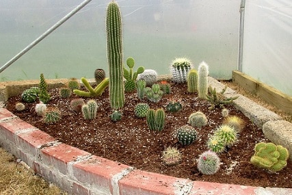 how to plant cactus in ground