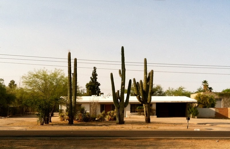 how to transplant a large cactus