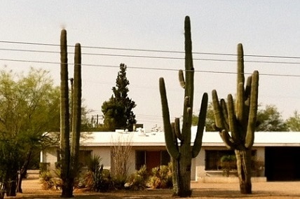 how to transplant a large cactus