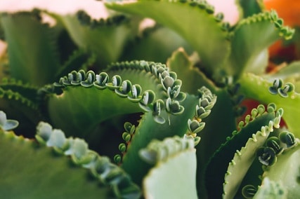 mother of thousands varieties