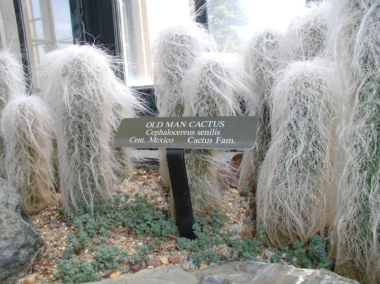 old man cactus adaptations