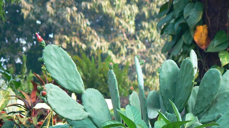 outdoor cactus in winter