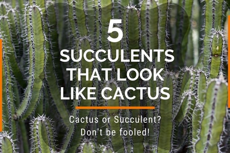 succulents that look like cactus