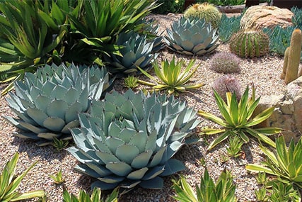 types of agave plants