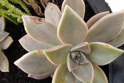 what eats succulent leaves