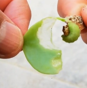 what eats succulent leaves