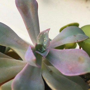 what eats succulent leaves
