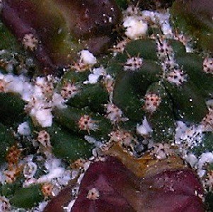 what eats succulent leaves