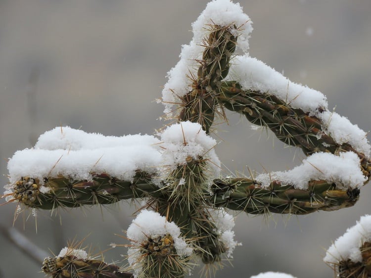 what temperature is too cold for cactus