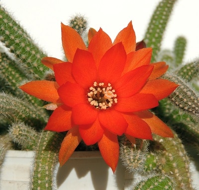when do cacti bloom