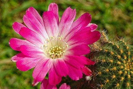 when do cacti flower