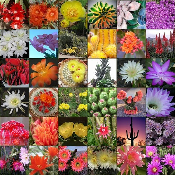 when do cacti bloom
