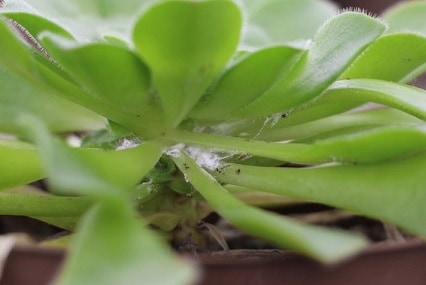 white fuzz on succulents