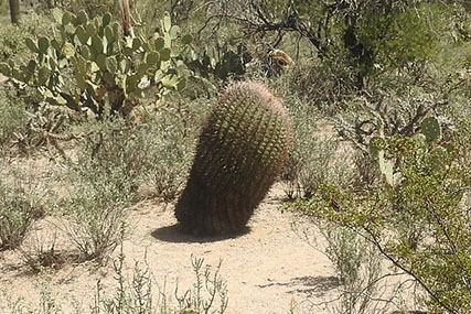 why is my cactus falling over
