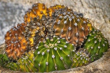 why is my cactus turning yellow