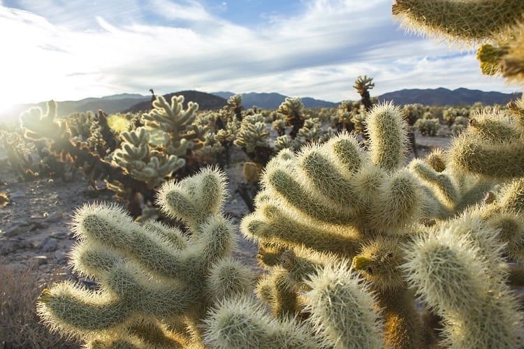 winter cactus care