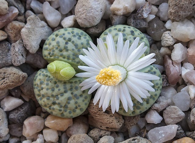 lithops fulviceps
