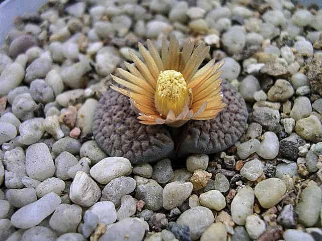 lithops verruculosa