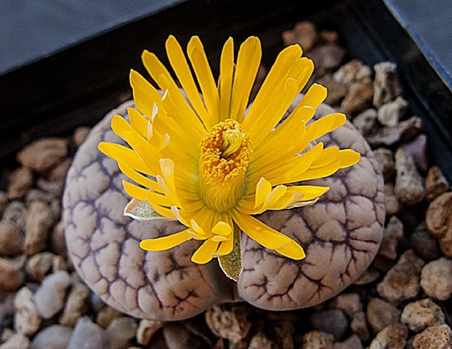 lithops