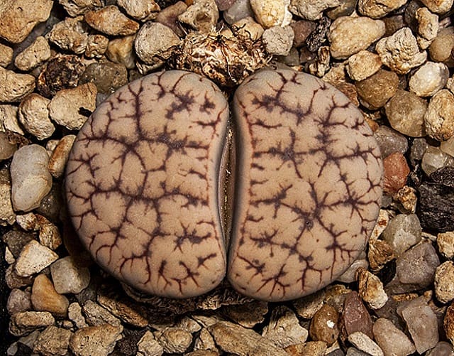 lithops gracilidelineata